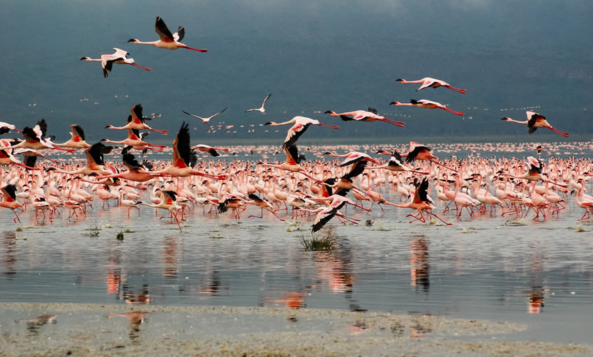 2 Day Safari Kenya Lake Nakuru from Nairobi_1