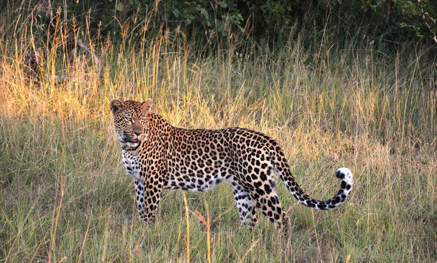 2 Day Safari Kenya Lake Nakuru from Nairobi_4