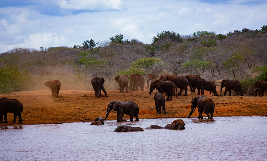 2 Day Safari Kenya Tsavo East and Salt Lick from Mombasa_1