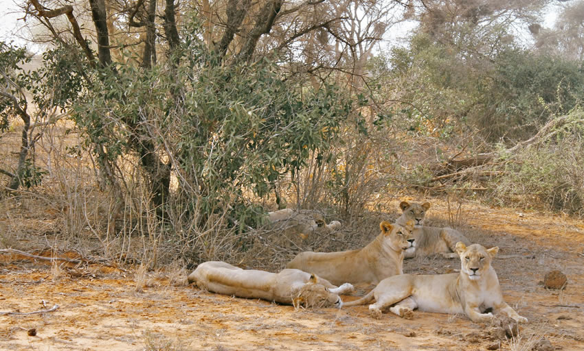 2 Day Safari Kenya Tsavo East and Salt Lick from Mombasa_2