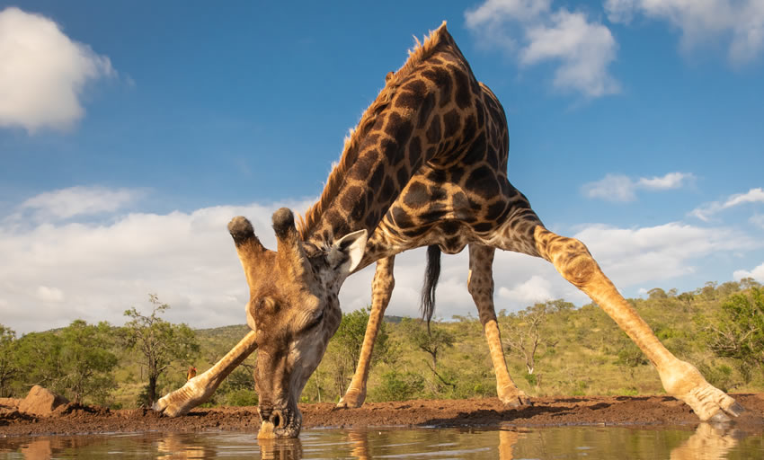 2 Day Safari Kenya Tsavo East and Salt Lick from Mombasa_3