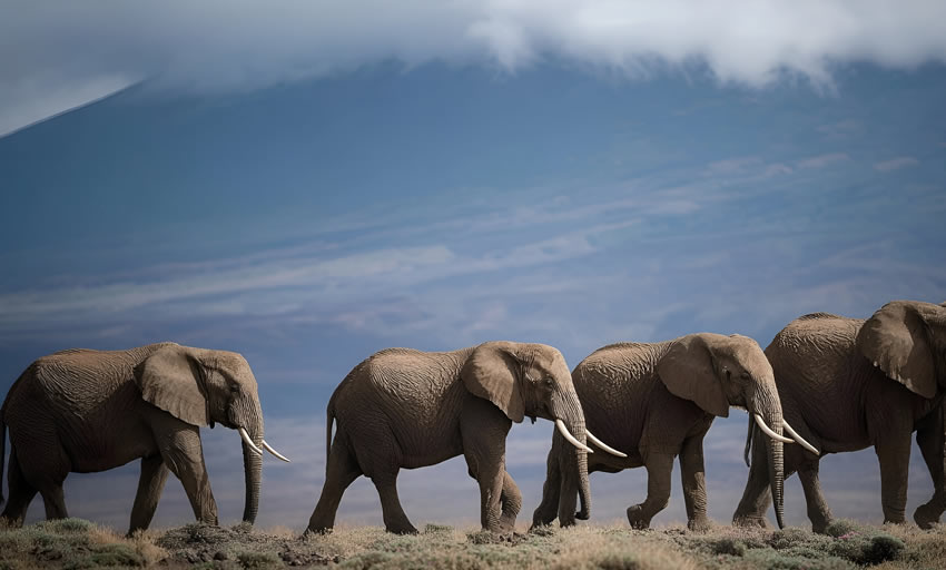 3 Day Safari Kenya Tsavo East and Amboseli from Mombasa_1