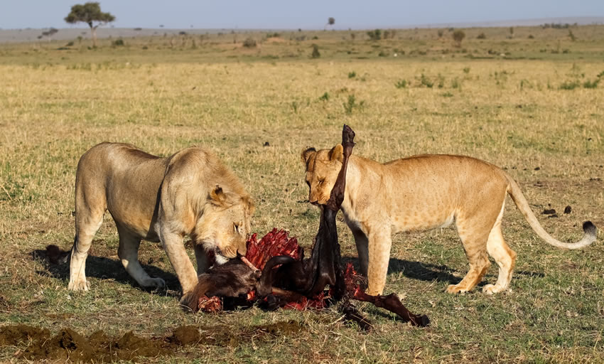 3 Day Safari Kenya Tsavo East and Amboseli from Mombasa_3