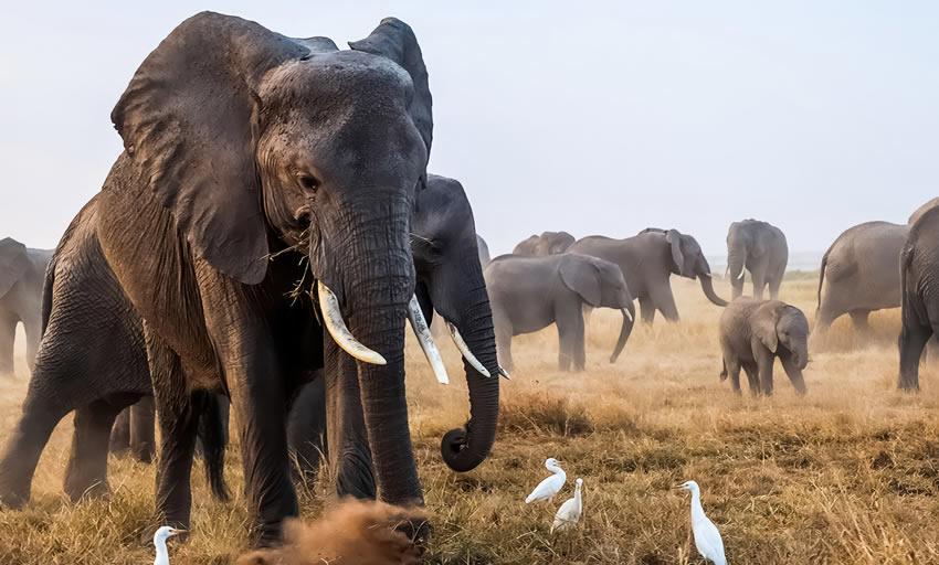 3 Day Safari Kenya Tsavo East and Amboseli from Mombasa_4